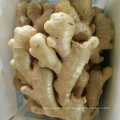 Chinese Shandong Factory Direct Sale Newest Young Yellow Fresh Ginger